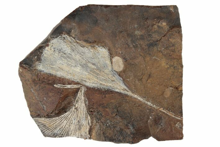 Two Fossil Ginkgo Leaves From North Dakota - Paleocene #189043